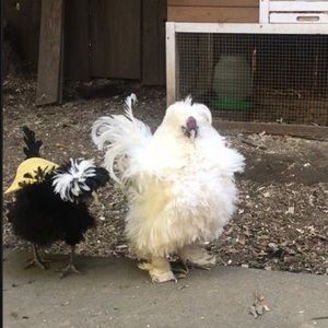 Meet your Posher, Dorothy